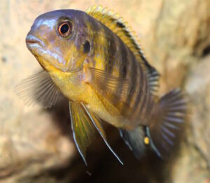 Tropheops gracilior 'Lutara Reef' (Cove Mountain)